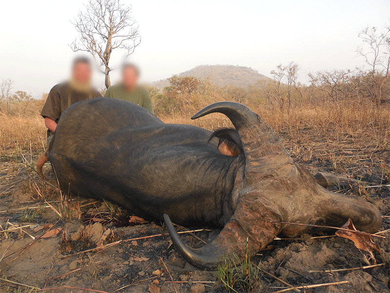 Savannah Buffalo trophy hunting in Faro area in Cameroon