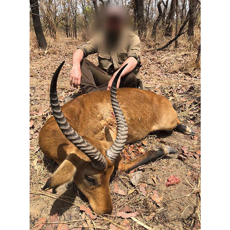 Nice Central Kob harvested in 2020 during a hunting safari in Faro area, Cameroon
