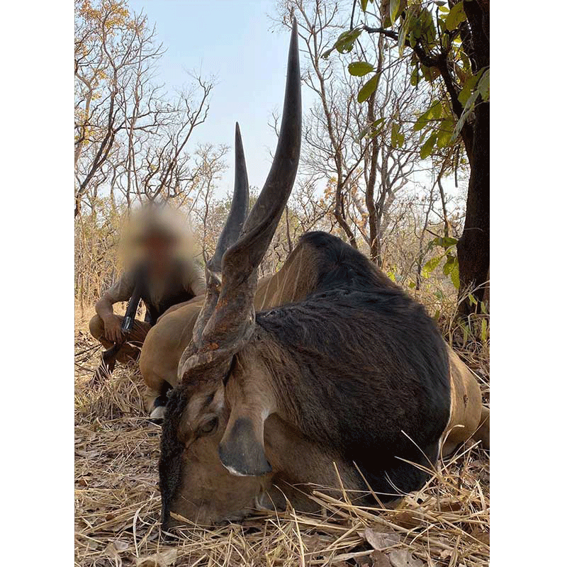 Big Lord Derby Eland harvested in 2020 during a hunting safari in Faro area, Cameroon