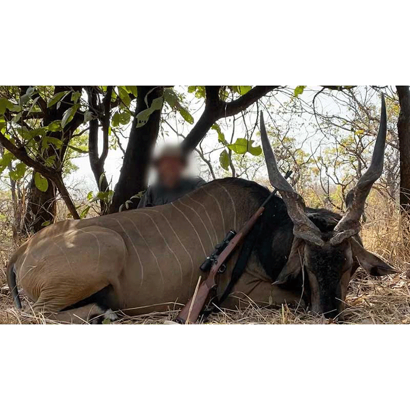 Giant Eland hunting safari in Faro area, Cameroon in 2020