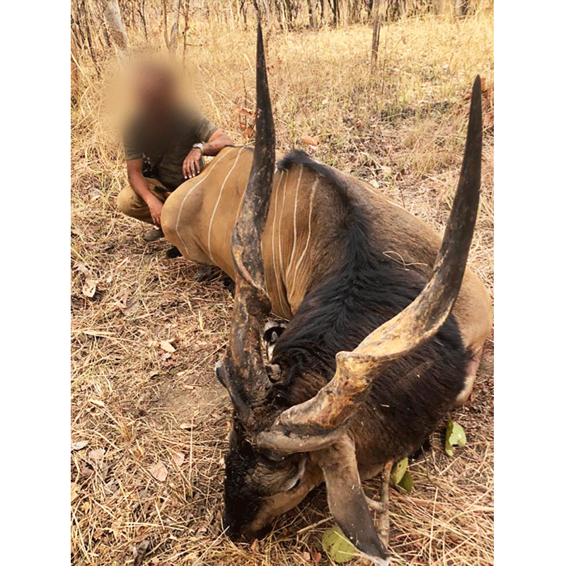 Successful giant Eland trophy hunt on Faro area in the bush of Cameroon