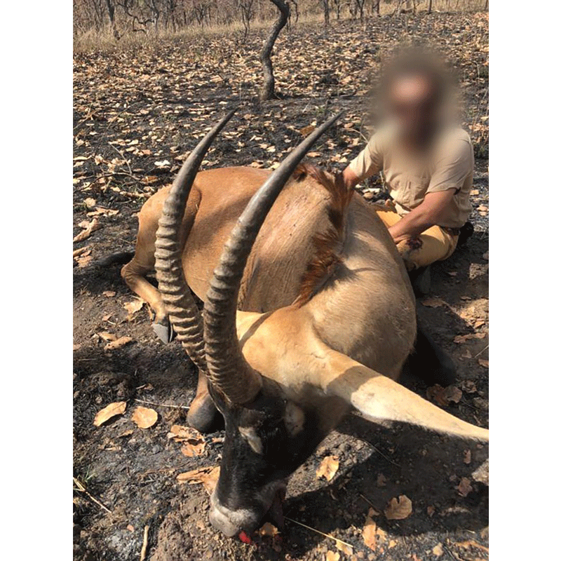 Roan antelope trophy hunt on Faro area in Cameroon in January 2020