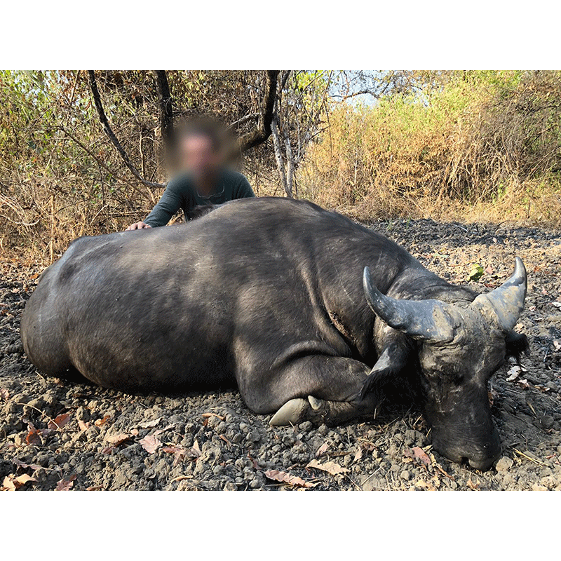 Very old Western Savannah Buffalo shot in Faro hunting area in Cameroon in January 2020