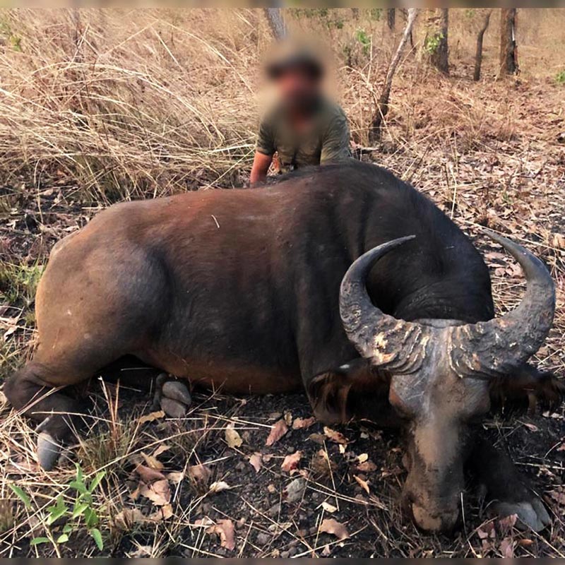 Very old bull of savannah buffalo shot on Faro hunting area in February 2020