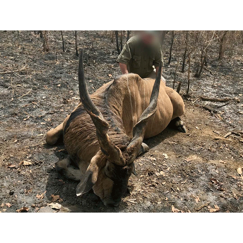 Giant Eland shot on Faro area in Cameroon - February 2019