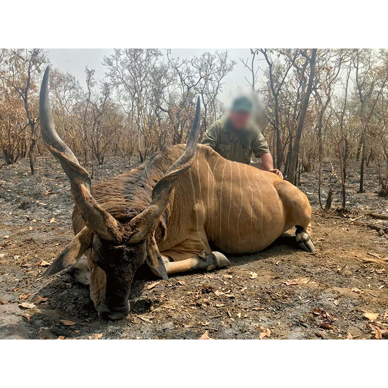 Lord Derby Eland trophy harvested on Faro area in Cameroon