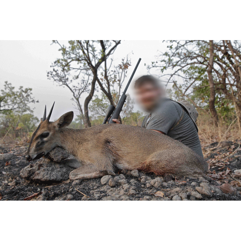 western bush duiker shot in Faro hunting area in Cameroon