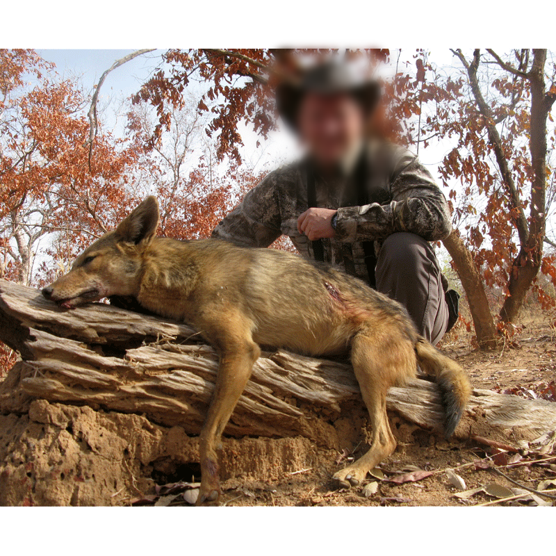 golden jackal hunted in Chad