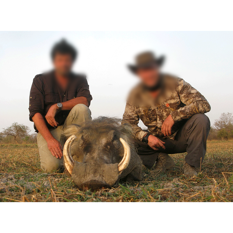 warthog hunted on Melfi area in Chad