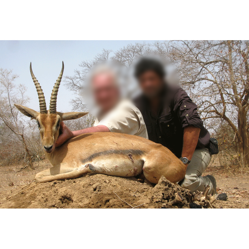 red fronted-gazelle hunted by hunter and PH in Chad