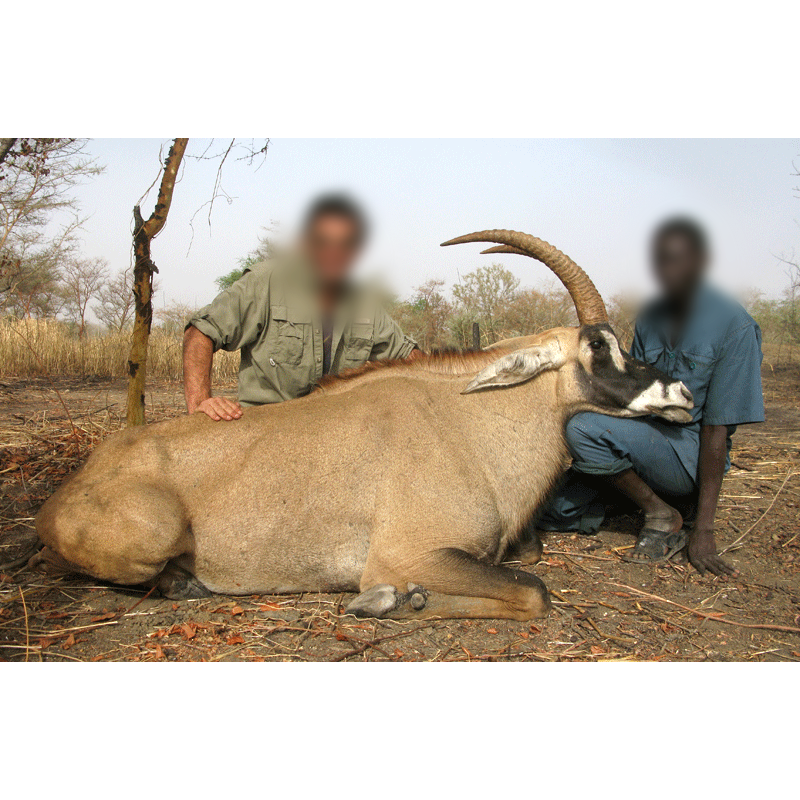 Roan Antelope hunt in Chad