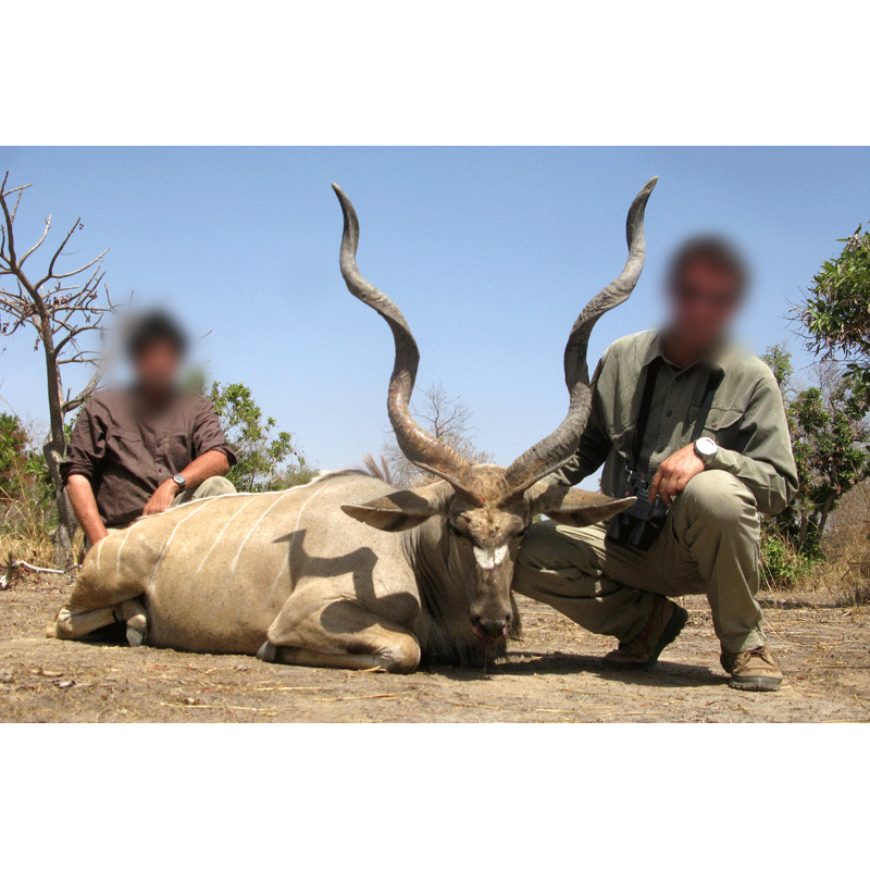 Western Greater Kudu hunt in Chad