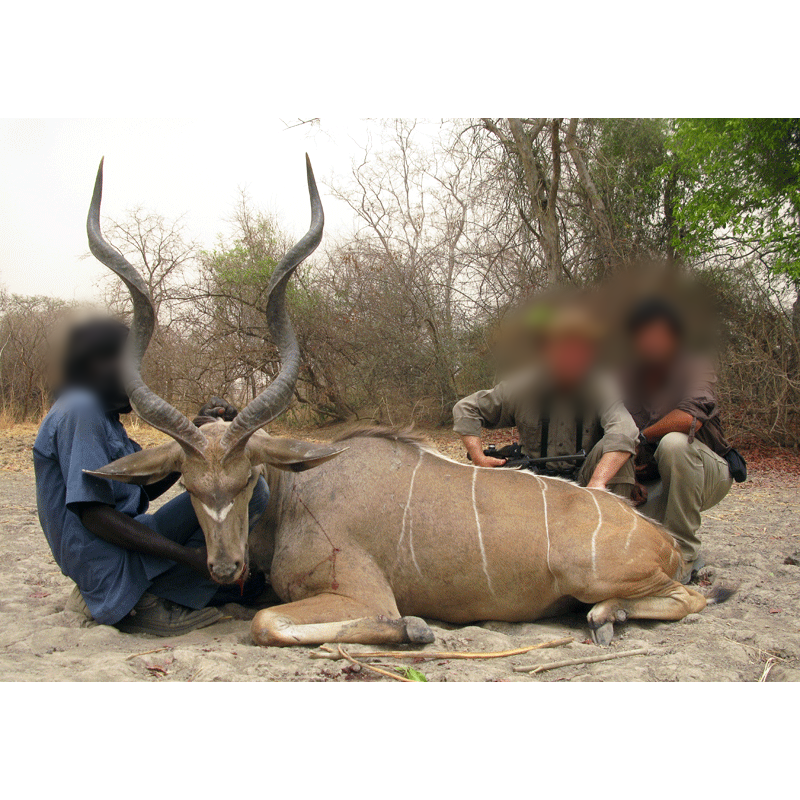 Western Greater Kudu trophy from Chad
