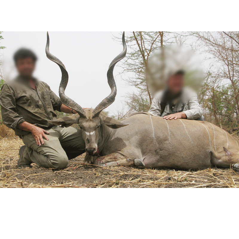 Western Greater Kudu hunted in Melfi hunting area in Chad