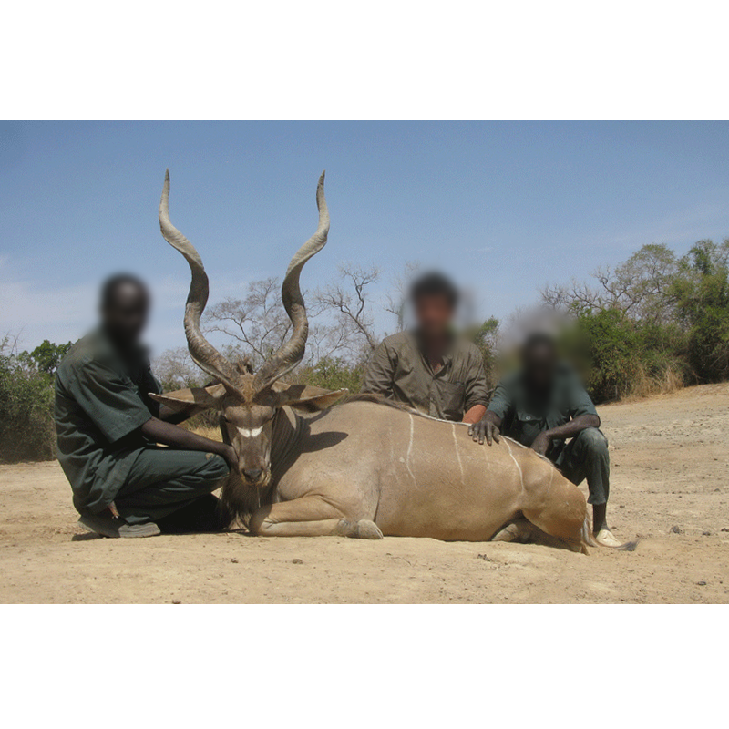 hunting team showing trophy of Western Greater Kudu in Chad