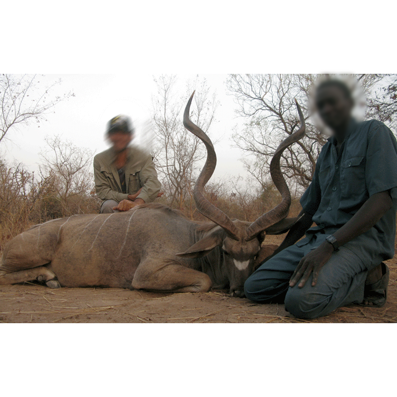 Western Greater Kudu hunted on Melfi hunting area in Chad
