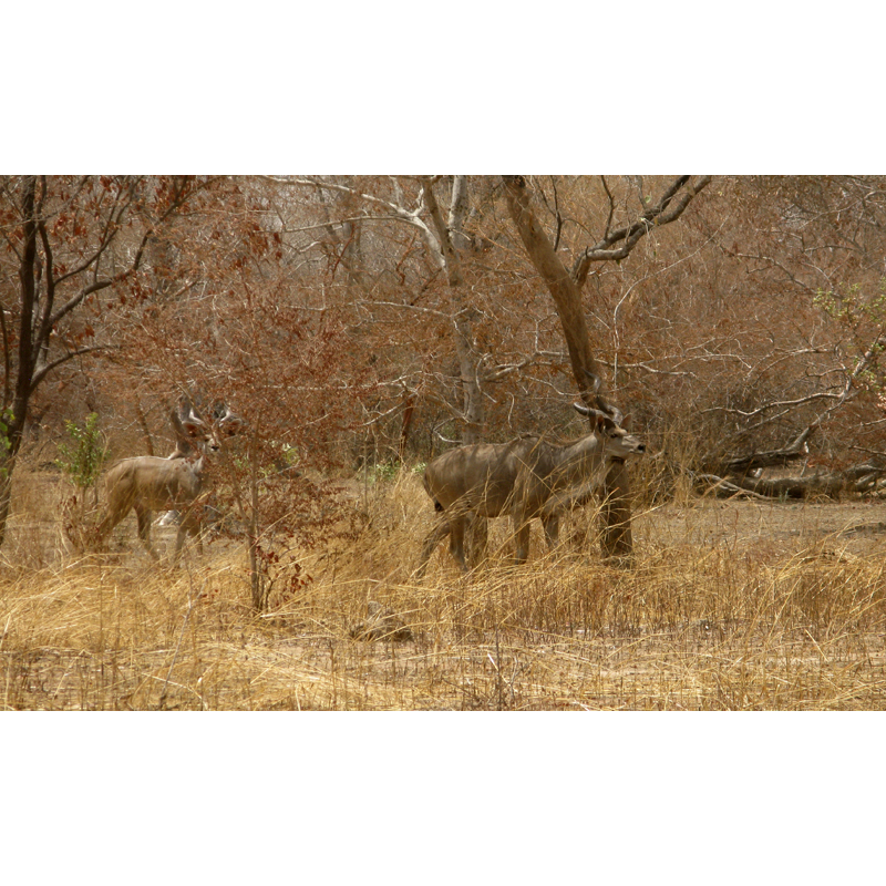 two kudus in the hunting area in Chad