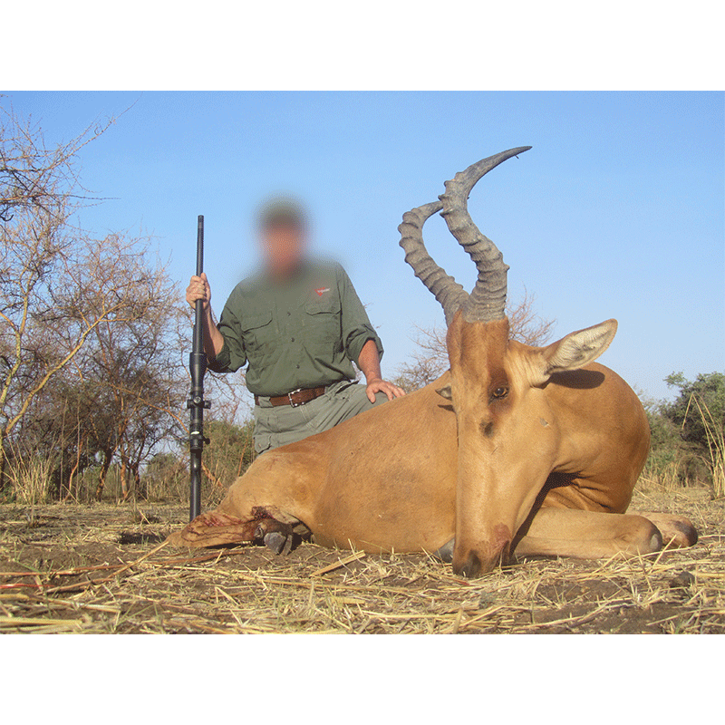 Lelwel Hartebeest harvested on Melfi hunting area in Chad in 2019