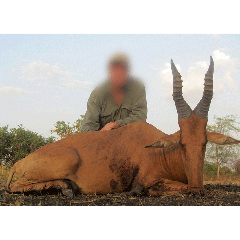 Nice trophy of Lelwel Hartebeest hunted in Chad in 2019 with Travels and Expeditions