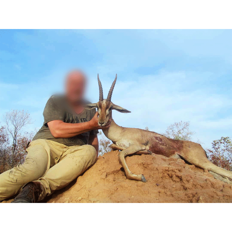 Red-fronted gazelle hunted on Melfi hunting area