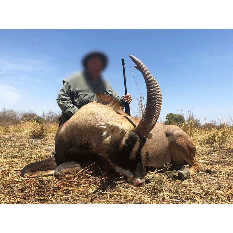 Roan Antelope hunt on Melfi hunting area in Chad in 2019