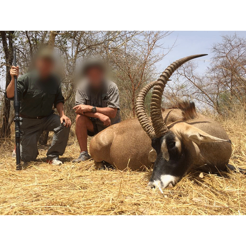 Great Roan Antelope trophy hunted in Chad in 2019