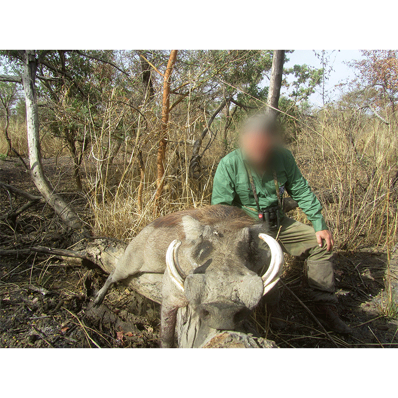 Warthog with hunter on Melfi hunting area in Chad in 2019