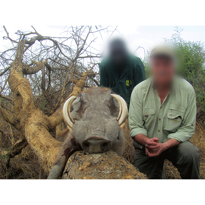 Warthog trophy harvested by hunter and tracker in Chad