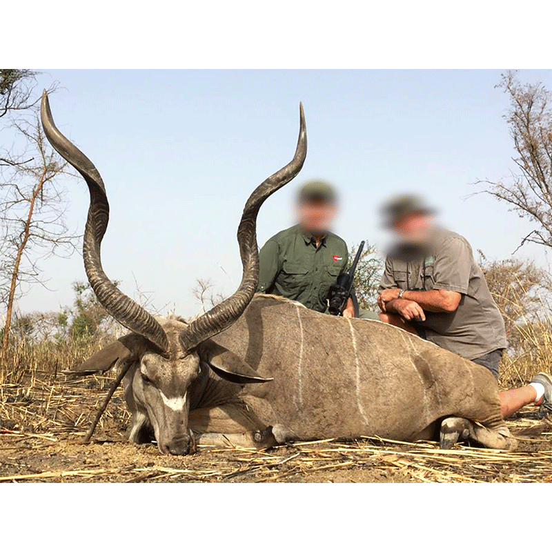 Second Western Greater Kudu trophy of the 2019 season hunted in Chad