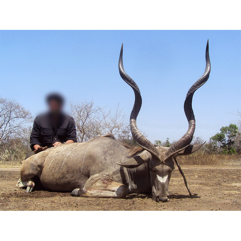 First Western Greater Kudu of the 2019 hunting season in Chad