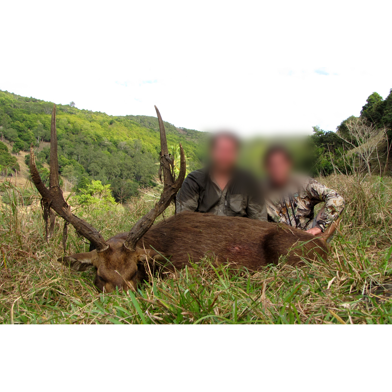 Javan rusa deer hunted in Mauritius