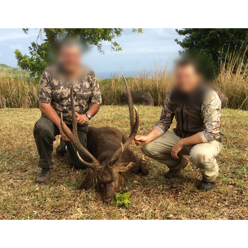 Javan rusa deer hunted in Mauritius