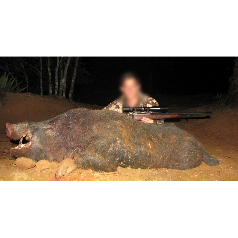 wild boar harvested in Mauritius
