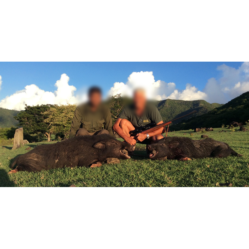 two wild boars hunted in Mauritius