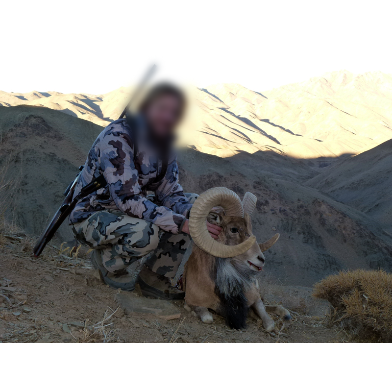 Afghan Caspian Urial hunt in Iran - chasse à l urial afghan