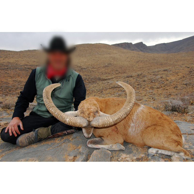 Armenian sheep hunted in Iran - chasse au mouflon armenien