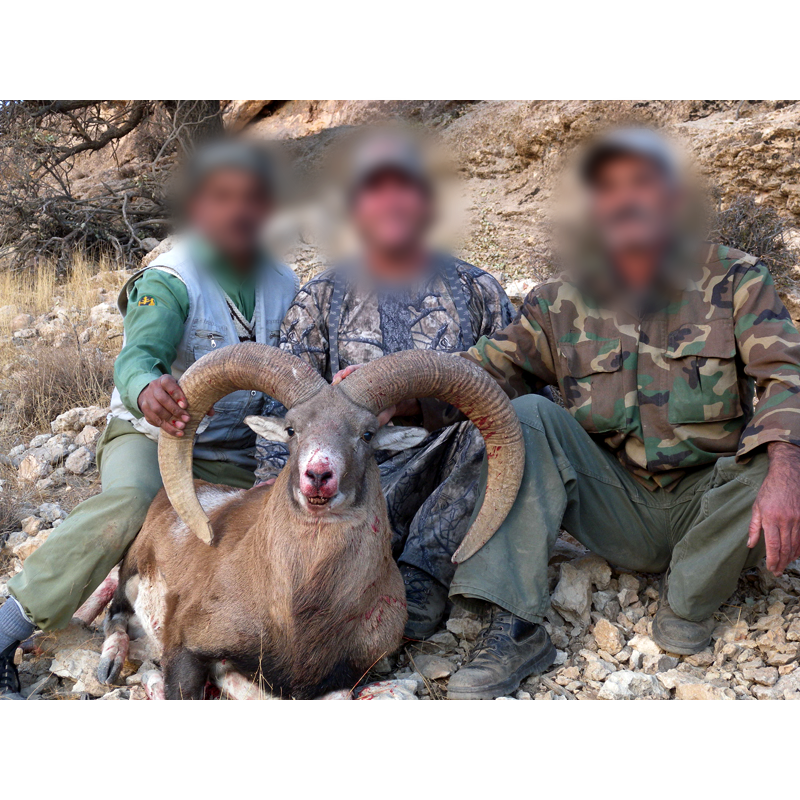 hunting team with Armenian sheep in Iran - mouflon armenien