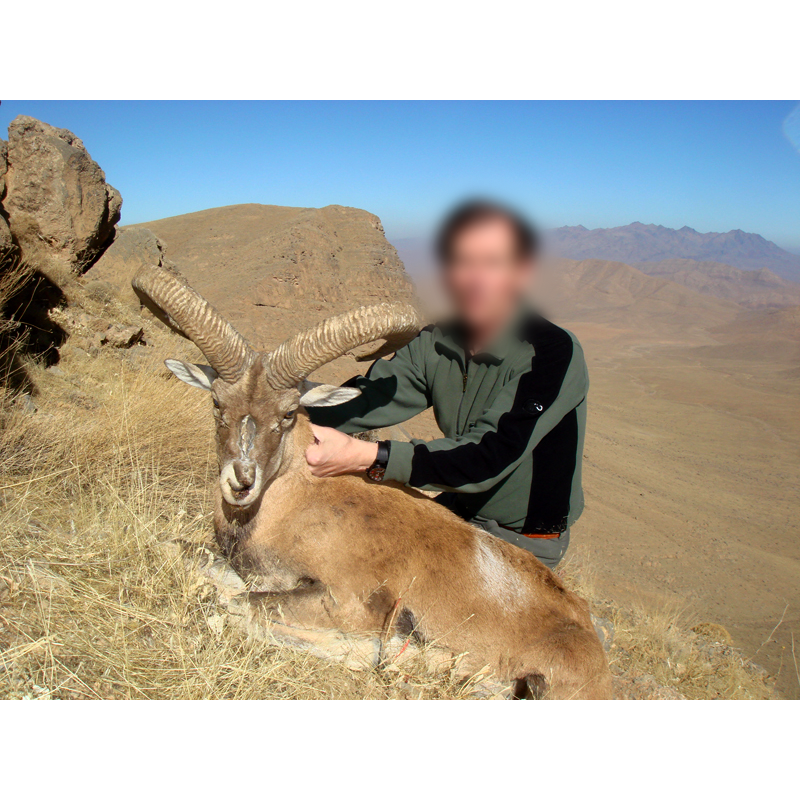 Armenian sheep hunted in Iran - mouflon armenien