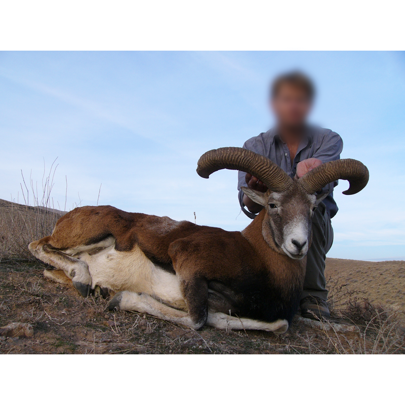 hunter with Armenian sheep trophy in Iran - chasseur avec mouflon armenien