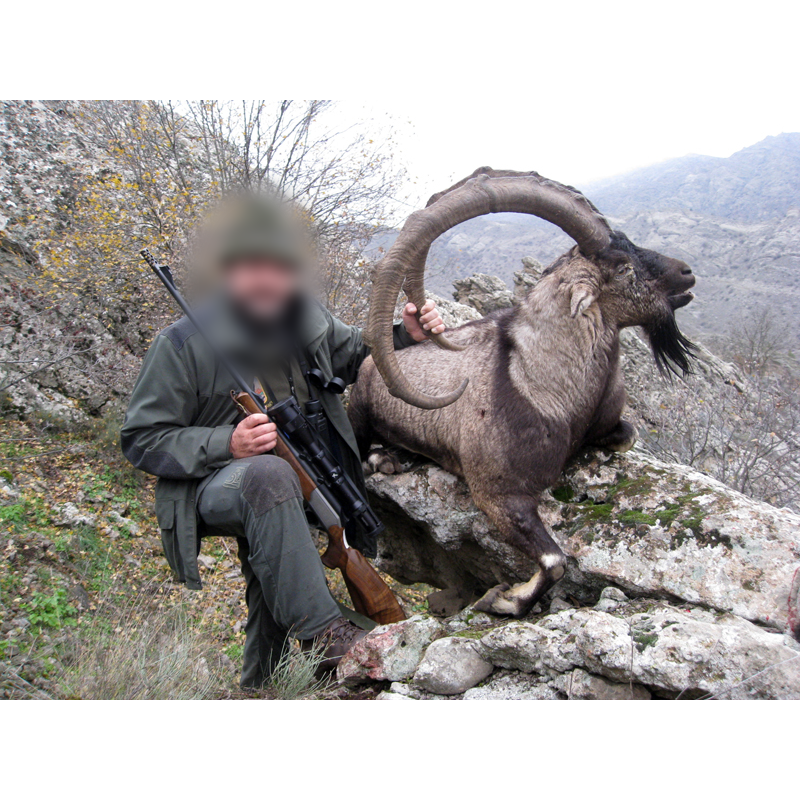 bezoar ibex hunt in Iran - chasse