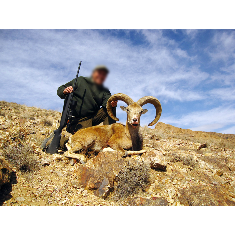 Esfahan sheep trophy hunt in Iran - mouflon d'Ispahan chassé