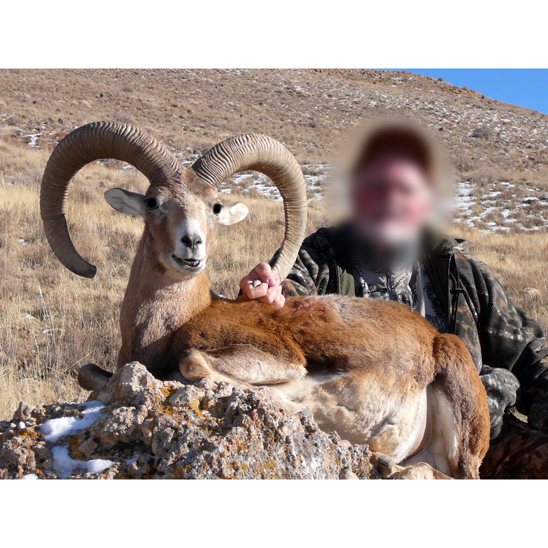 Esfahan sheep trophy hunt in Iran - chasse au mouflon d Ispahan