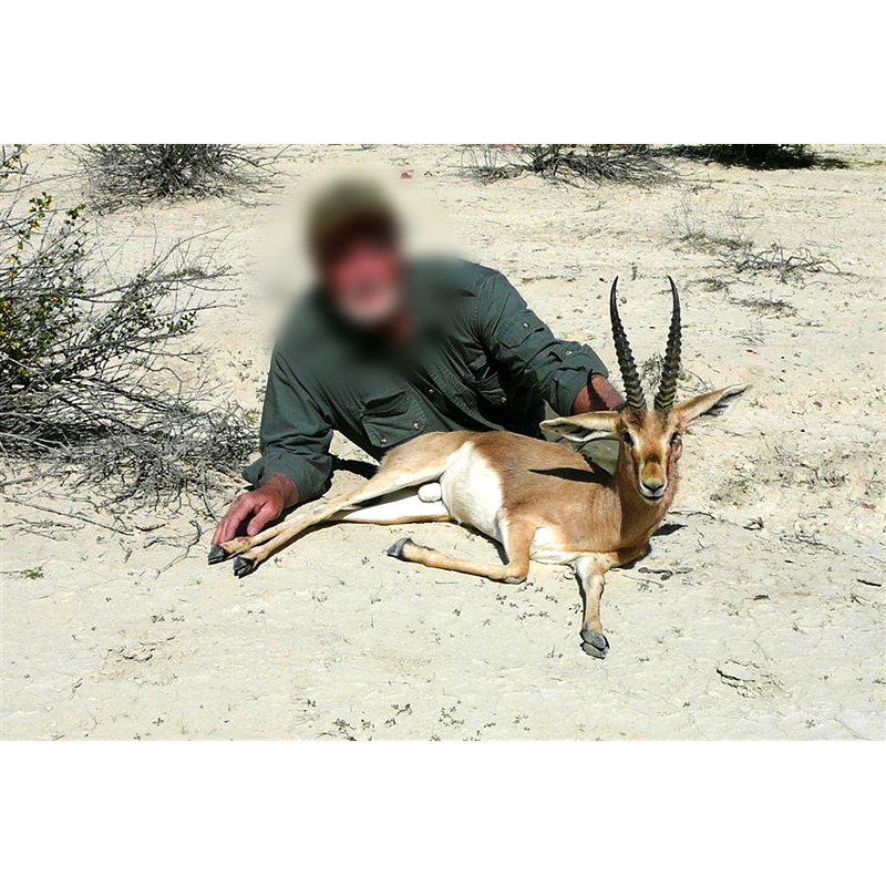 Jabeer gazelle hunt in Iran - gazelle de Jabir chassée