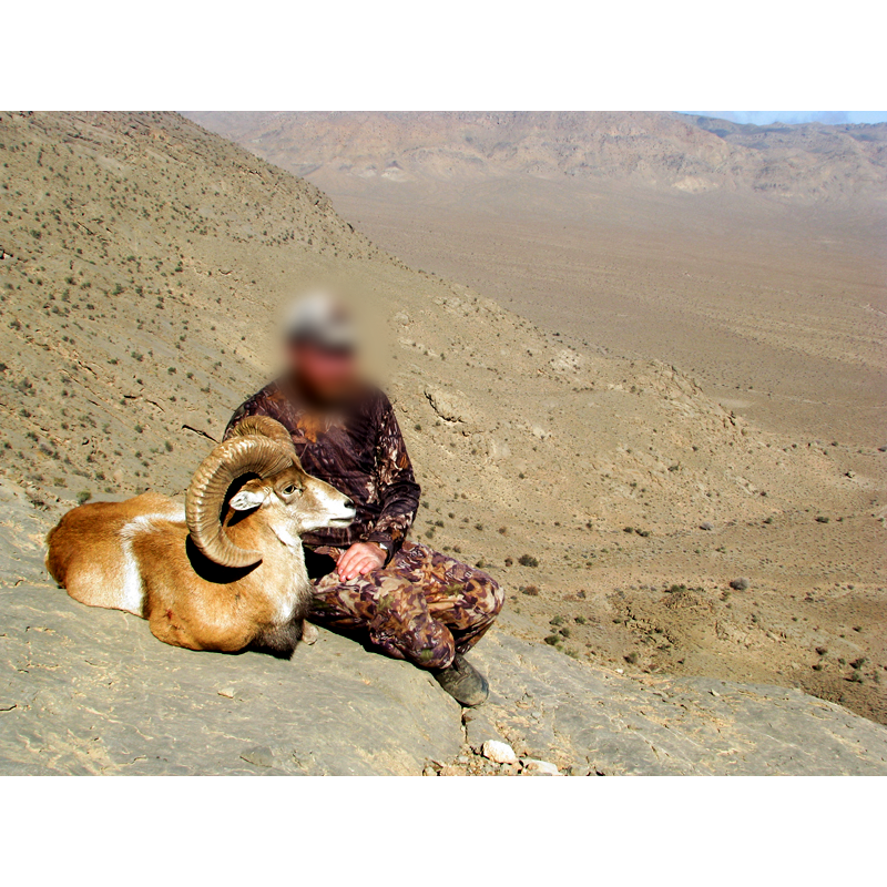 hunter in the desert with Kerman sheep in Iran - chasse au mouflon de Kerman