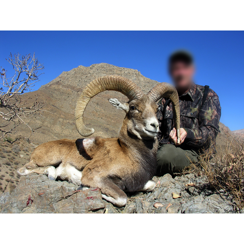 nice trophy of Kerman sheep in Iran - chasse au mouflon de Kerman