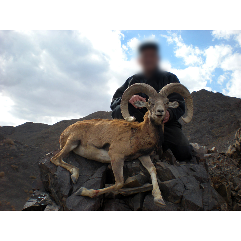 hunter with Kerman sheep in Iran - chasse au mouflon de Kerman