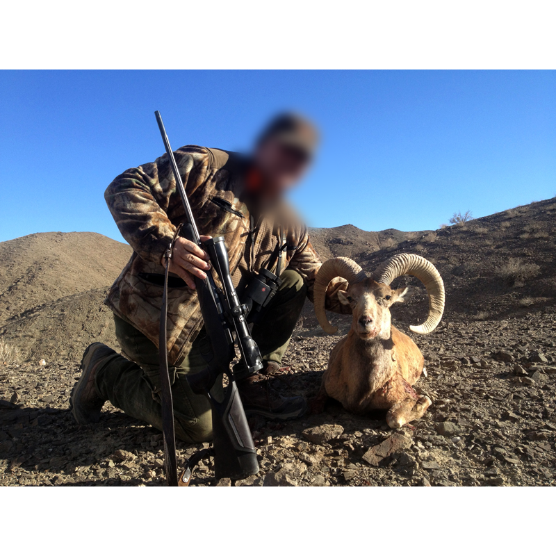 Kerman Sheep harvested by hunter in Iran - chasse au mouflon de Kerman