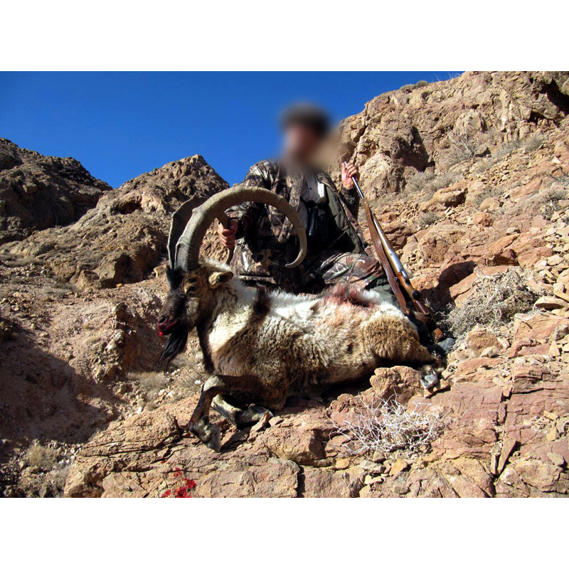 Persian Desert Ibex hunt in Iran - chasse au bouquetin