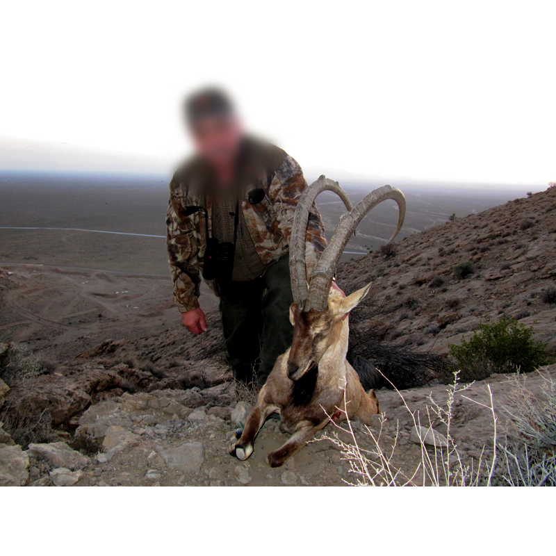 Persian Desert Ibex hunted in Iran - chasse au bouquetin