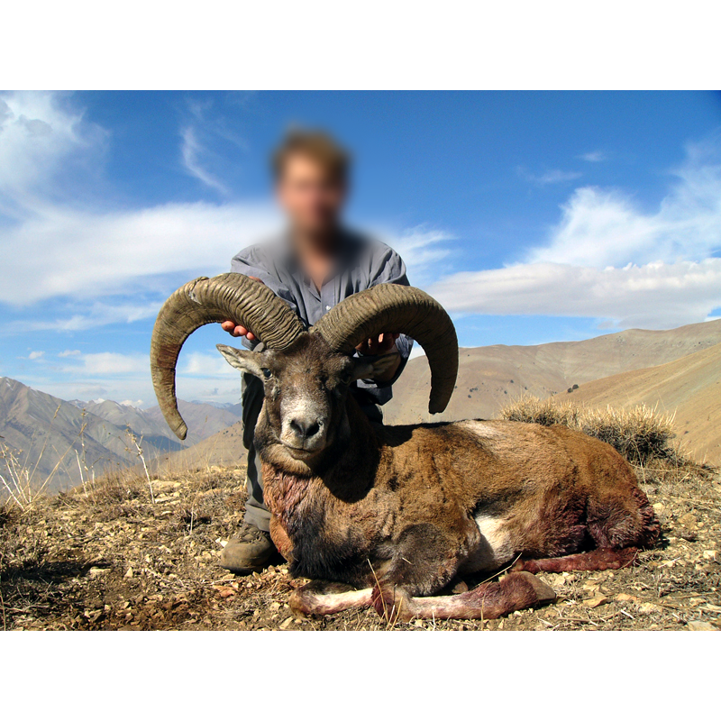 red sheep hunter in Iran - chasse au mouflon